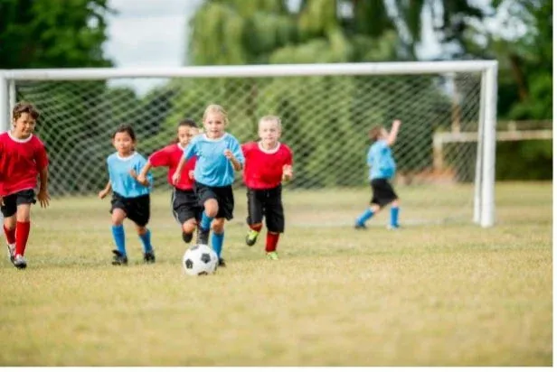 Hawke's Bay Sports Field Review